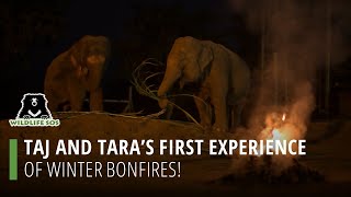 Taj And Tara's First Experience Of Winter Bonfires!