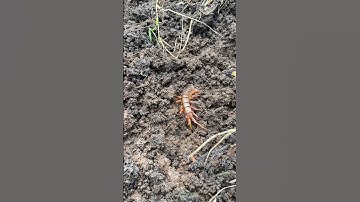 Con rết to khổng lồ. #shortvideo #bamboo1 #automobile #food