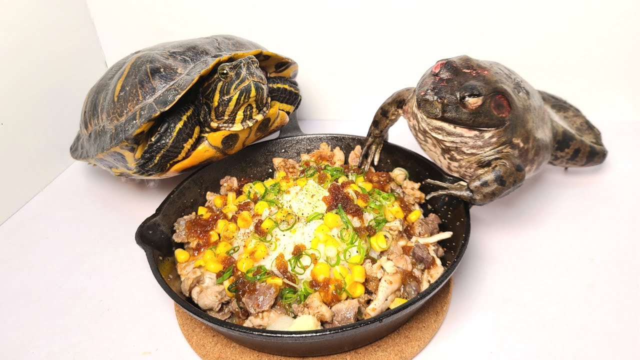 I caught a red-eared slider turtle and a bullfrog and tried making