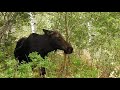 Interesting Moose Rut Behavior