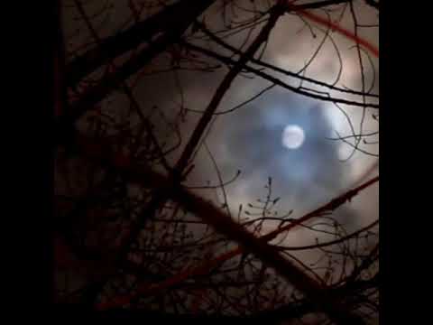 Gece Issız Ormanda Baykuş ve Kurt Sesinin Ürperticiliği Ay manzarali Owl and Wolf Woice.