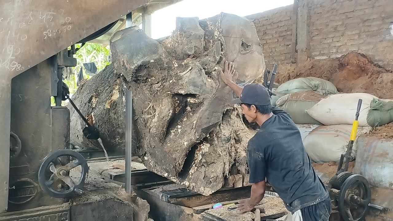 Sawing Down a Giant Tree Stump! The Amazing Process of Cutting a Large Tree