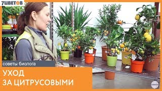 Секреты ухода за цитрусовыми