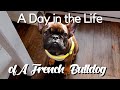 DAY IN THE LIFE OF A FRENCH BULLDOG の動画、YouTube動画。