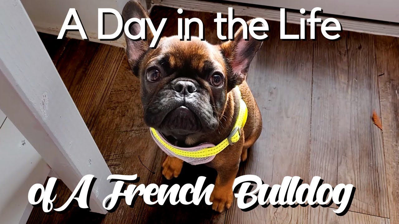 ДЕНЬ ИЗ ЖИЗНИ ФРАНЦУЗСКОГО БУЛЬДОГА