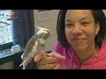 Tips for Training Your Cockatiel to Stop Biting When Stepping Up