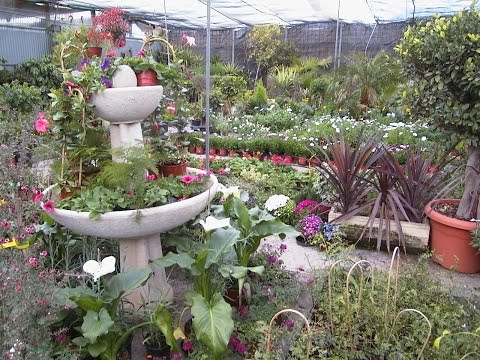 Video: Vivero De Plantas Maxiplant En Kirovsk