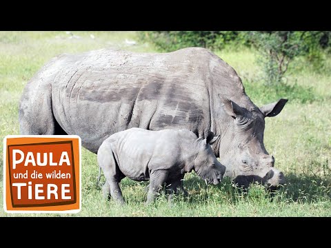 Video: Unterschied Zwischen Nilpferd Und Nashorn