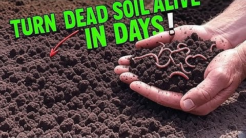 Poor Soil? No Problem! Transform Dead Dirt Into Super Microbe-Rich Soil in DAYS