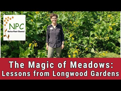 Video: Meadow Garden Compass Plant - Leer meer over het kweken van Compass Plant Flowers