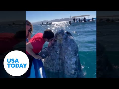 Gray whale gets friendly with giddy tourists | USA TODAY