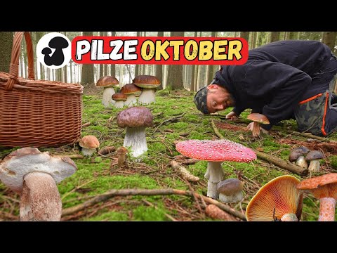 Collecting porcini mushrooms and chestnut mushrooms in October | Porcini mushroom madness with so...
