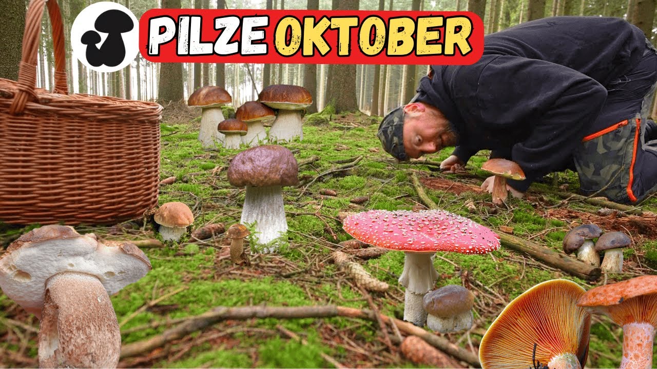 Steinpilze & Maronen sammeln im Oktober | Steinpilzwahnsinn mit Abstrichen