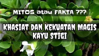 Mitos atau Fakta Kekuatan Magis Kayu Stigi