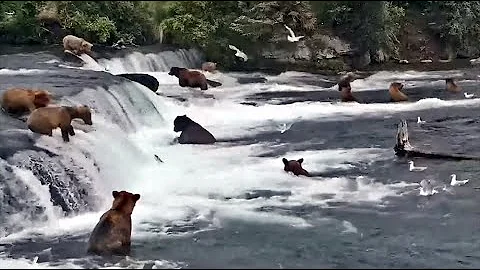 8 Jul 2022: More Lip Fishing with 306 (explore.org)