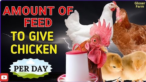 How much feed to give your chicken per day(Broiler, Layer, SASSO and Local Chicken).