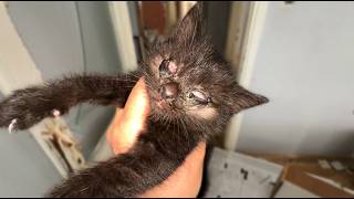 The 100% Blind Kitten Who Refused to Give Up