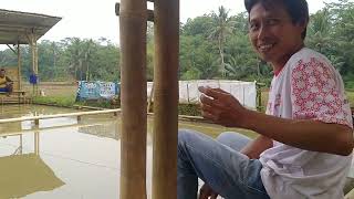 MANCING AMATIR : UMPAN ANDALAN BOSS ACENG #mancingmania #mancingamatir #kancraan