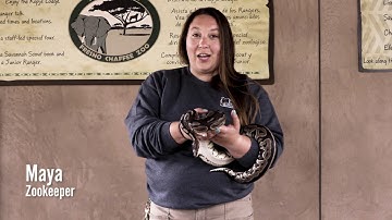 Ball Python at Fresno Chaffee Zoo