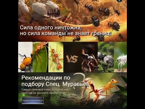 Расстановка Спец.Муравьёв в PvP и SVS #TheAnts #Ким