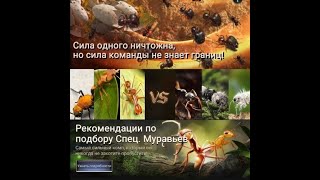 Расстановка Спец.Муравьёв в PvP и SVS #TheAnts #Ким