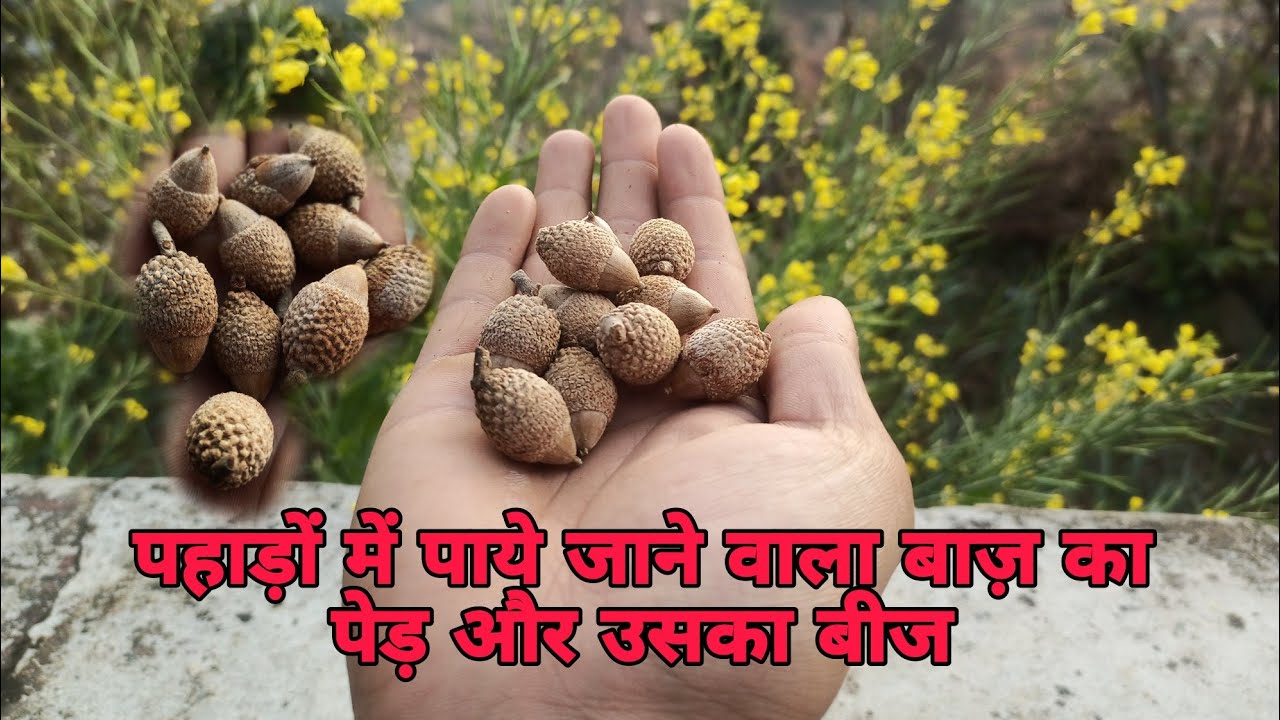 पहाड़ों में पाये जाने वाला बाज़ का पेड़ और उसका बीज।। Yogi pandey vlog ।। Yogi vlog ।। phadi blog।