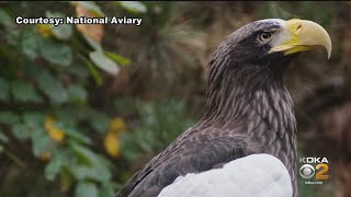 National Aviary's Stellar's Sea Eagle Escapes