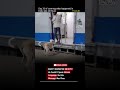 The Dog Who Saved Train Passengers? 🐶🚆 #trending #viral