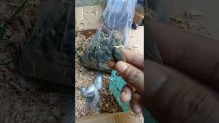 Original superior palm oil sprouts from PPKS Simalungun