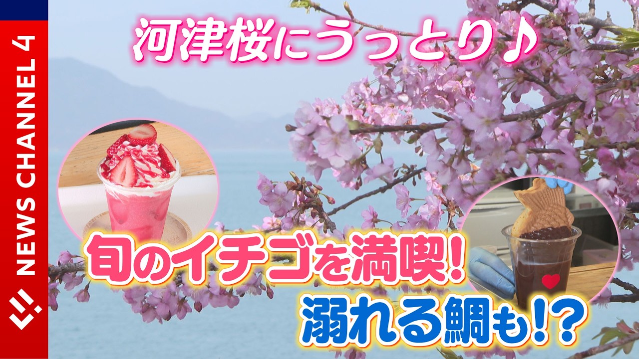 春到来！うっとり河津桜にイチゴスイーツ！溺れる鯛も！？＜NEWS CH.4＞