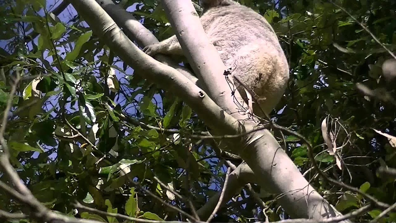 Koala visitor.MTS