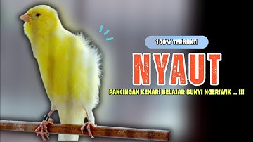 100% NYAUT❗Pancingan KENARI PAUD Belajar Bunyi Cocok Untuk Kenari Belajar Bunyi Ngeriwik | 593