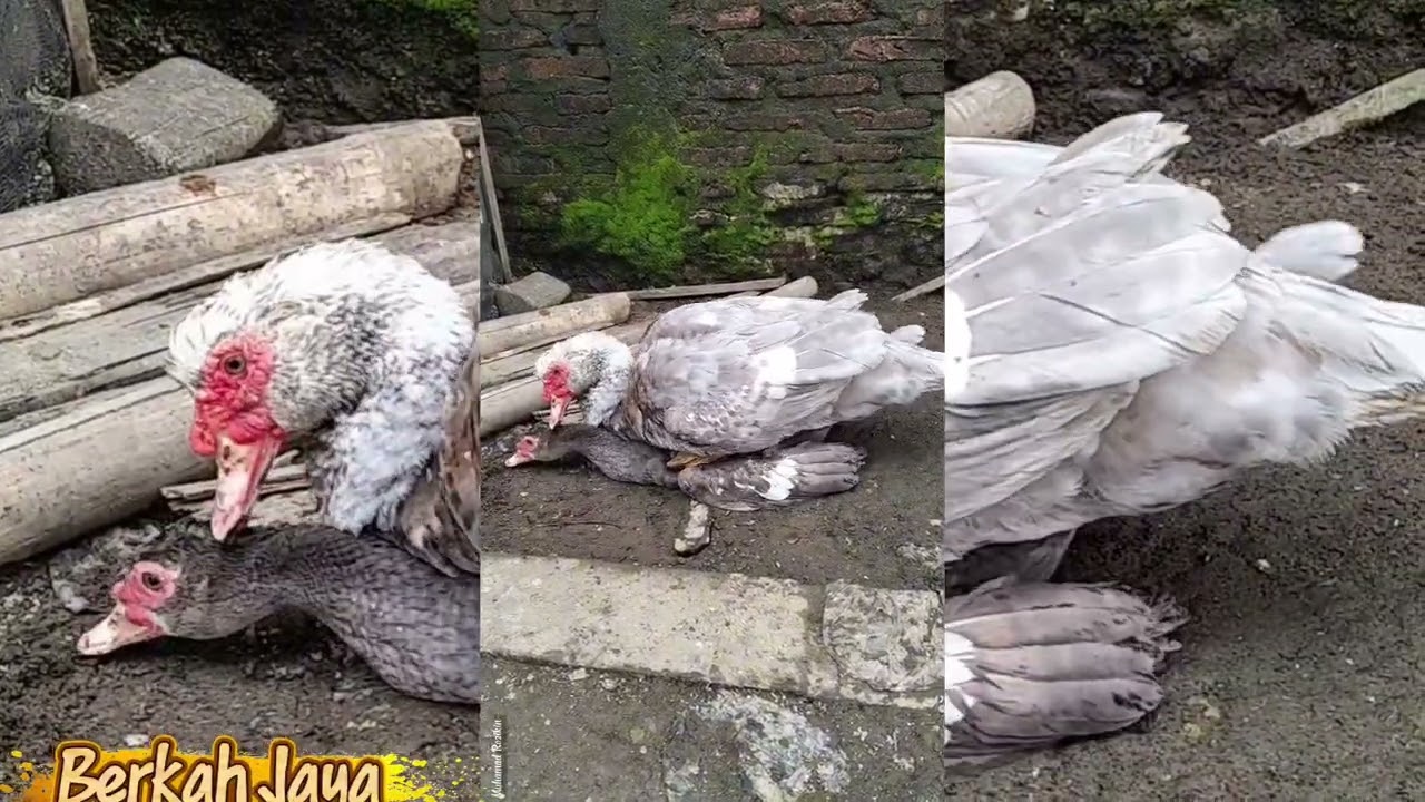 Young male, even though it's difficult, doesn't give up♥️🦆🪿🦆🥚🥚