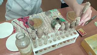 Навыки по медицинской бактериологии