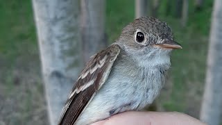 BirdBytes - The Least (but not Last) Flycatcher