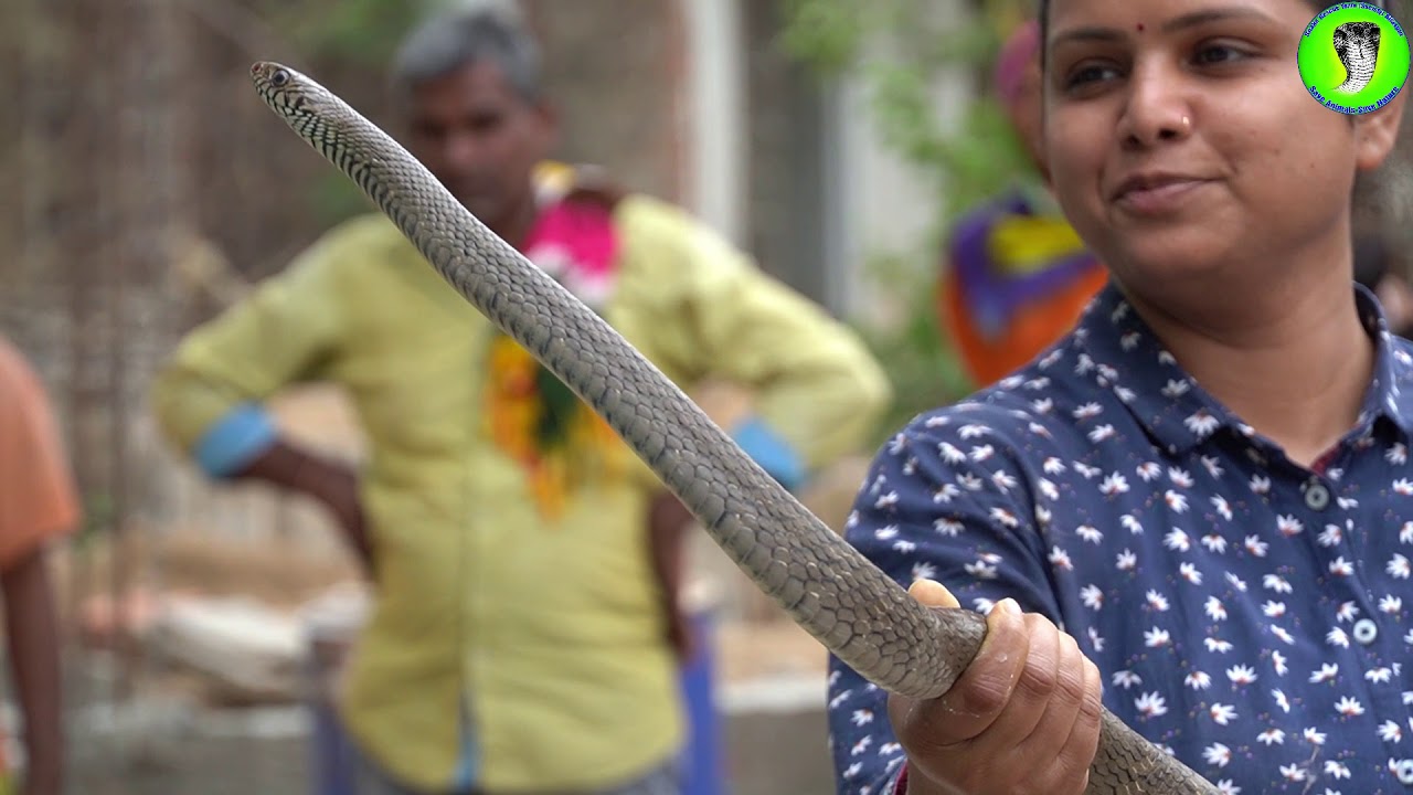 indian rat snake bite ||नाराज रैट स्नेक के साथ कुछ हमारे खुशी के पल|| Some of our happy moments with angry Rat Snake||