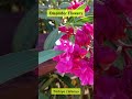 Bright oleander flowers. Яркие цветы олеандра. #türkiye #alanya #nature #flowers #oleander #travel