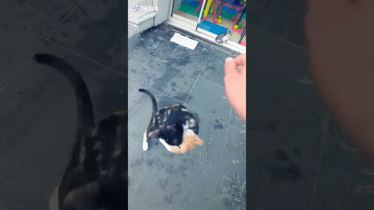 Malum anne yavrusuna kıyamaz