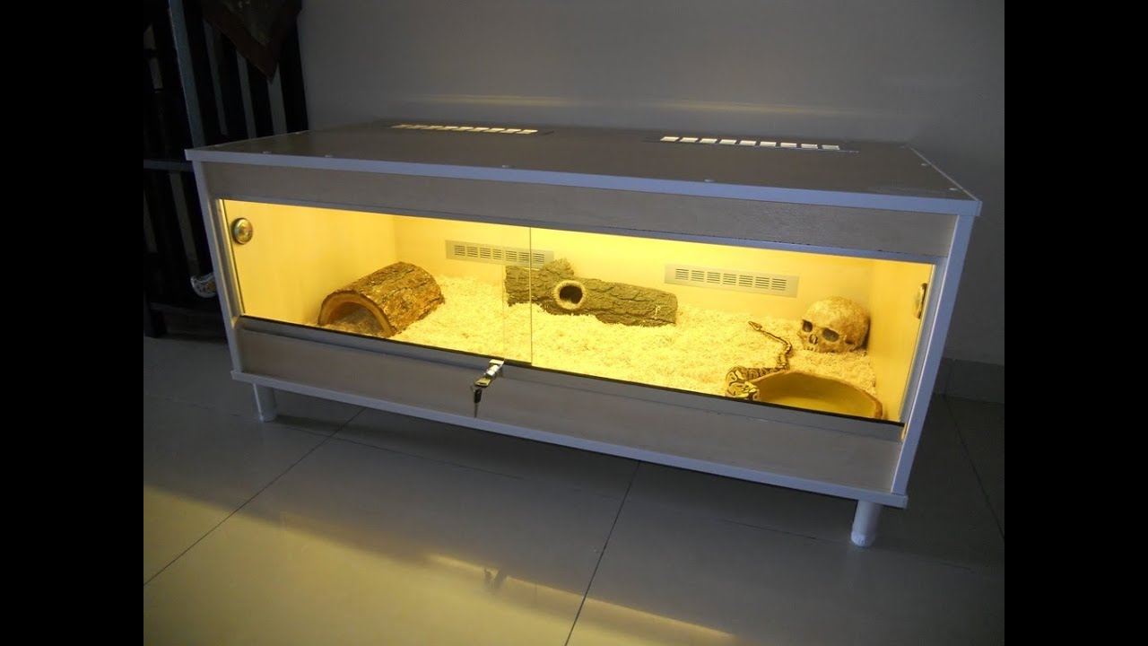 Royal Ball Python (Python regius) Snake Reptile Vivarium / Terrarium