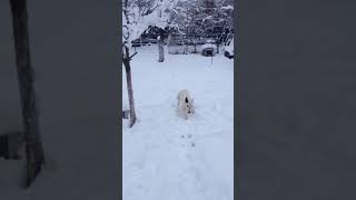 Bull Terrier In The Snow
