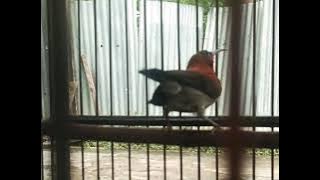 SUARA ASLI SEPAH RAJA GACOR