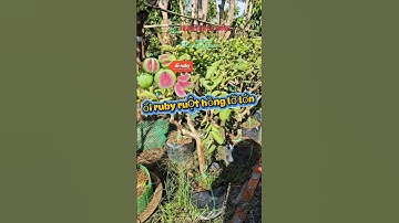 ổi ruby ruột hồng lỡ lớn nhanh trái #caygiong #oiruby #caygiongchatluong #caytrongkinhtecao