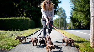 37 Cute and Funny Dachshund Videos Instagram | Adorable Sausage Dogs