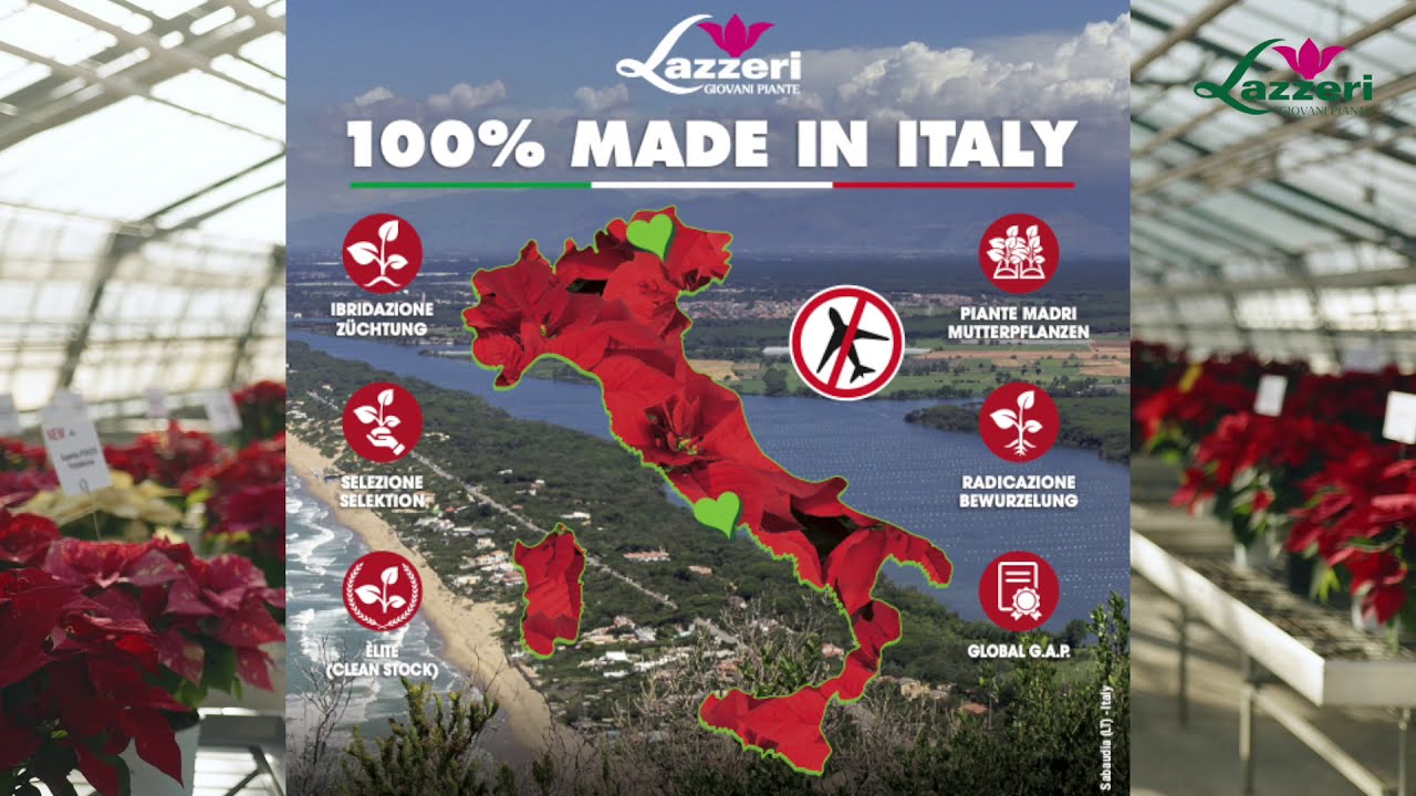 Poinsettia Collection 2021 - Lazzeri