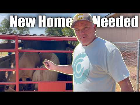 Rescuing Farm Animals!