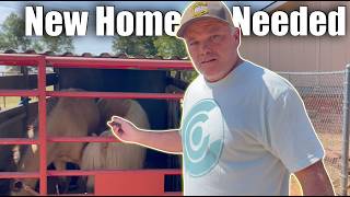 Rescuing Farm Animals!
