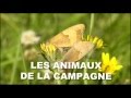 Les animaux de la campagne - Documentaire animalier