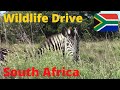 🇿🇦  iSimangaliso WILDLIFE DRIVE: Huge Animals at Cape Vidal  {Budget Travel St Lucia, SOUTH AFRICA}