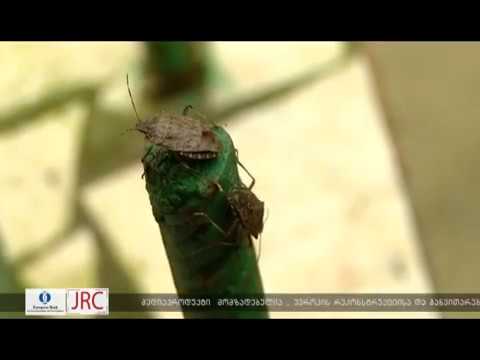 სეს ხორბალში აღმოჩენილი მავნებელი აზიური ფაროსანა არაა 25 07 18