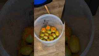 Зелёные помидоры фаршированные морковью🥕 - рецепт от бабули #помидоры #зелёныепомидоры #консервация